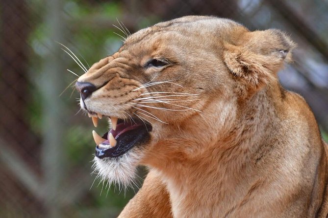 Day trip - Lake Nakuru National Park Tour From Nairobi - The lunch break and what to bring