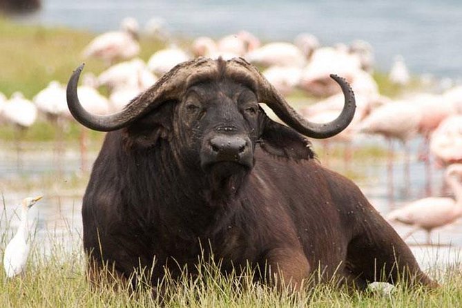 Day trip - Lake Nakuru National Park Tour From Nairobi - Who will get the most from this day trip