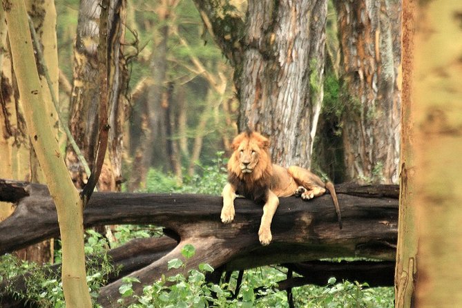 Day trip - Lake Nakuru National Park Tour From Nairobi - Reaching Lake Nakuru and starting the wildlife search