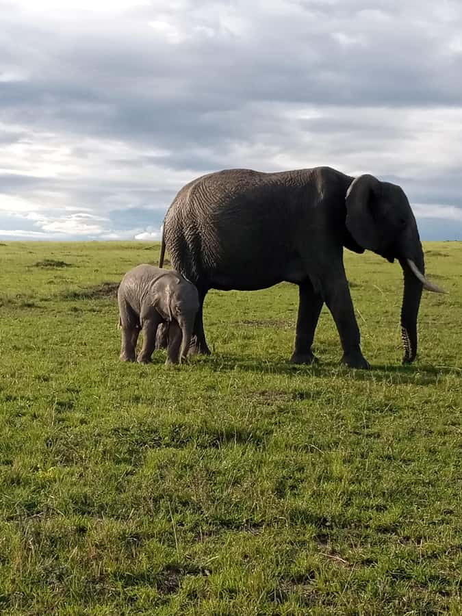 Day Trip to Amboseli National Park from Nairobi. - Key points to know before you book