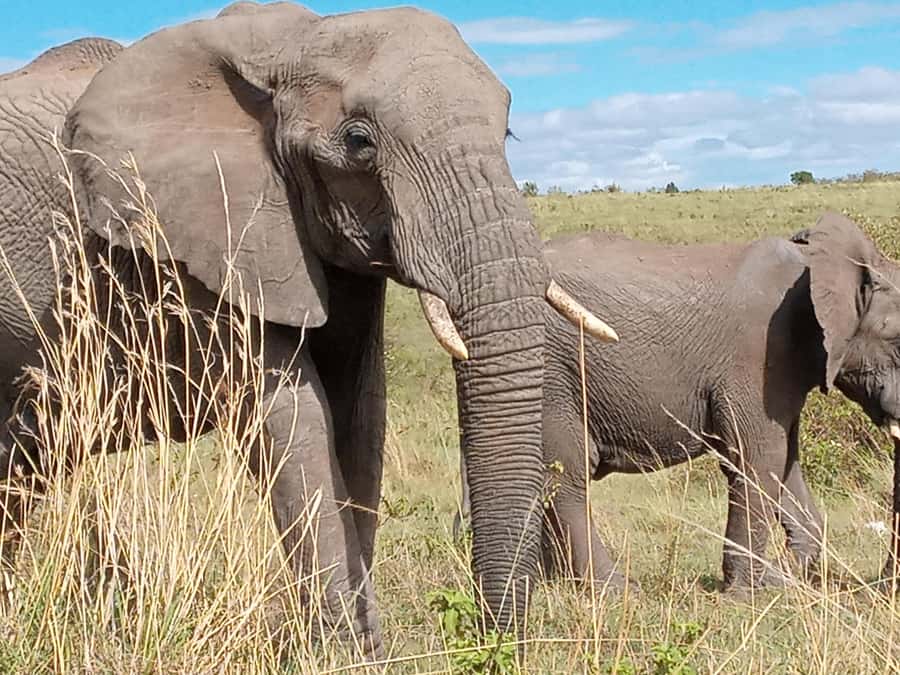 Day Trip to Amboseli National Park from Nairobi. - Why Amboseli’s elephants are the star
