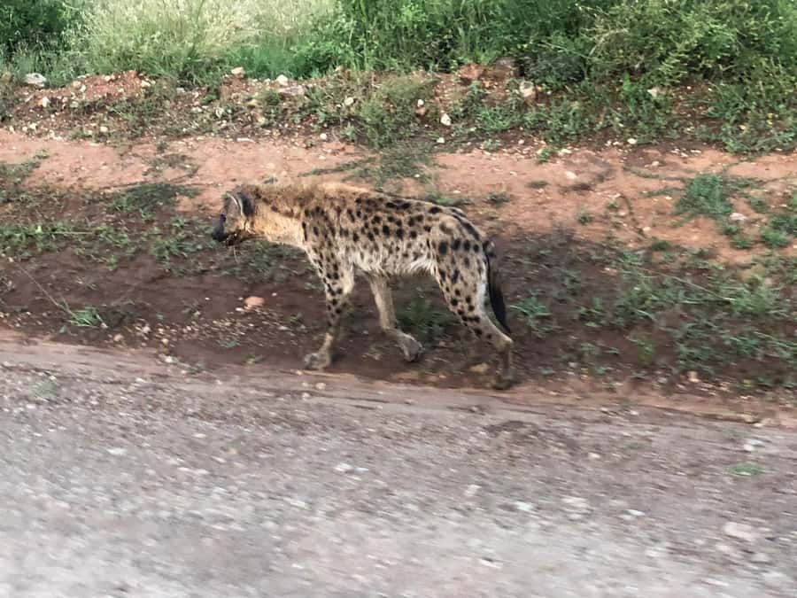 Day Trip to Amboseli National Park from Nairobi. - Who will enjoy this day trip most