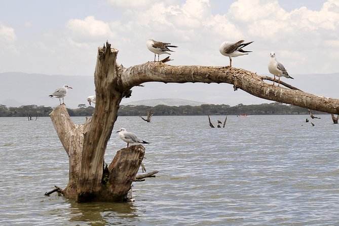 Day Trip To Crescent Island And Hells Gate National Park - Why this day trip works for a short Nairobi stay