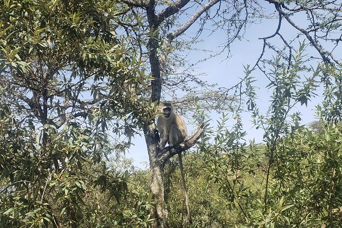 Day trip to Hells Gate National Park with boat ride on Lake Naivasha - What the $75 price really covers
