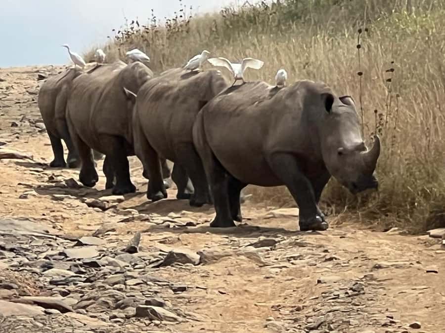 Day Trip to Lake Nakuru National Park from Nairobi - Why Lake Nakuru works as a Nairobi safari