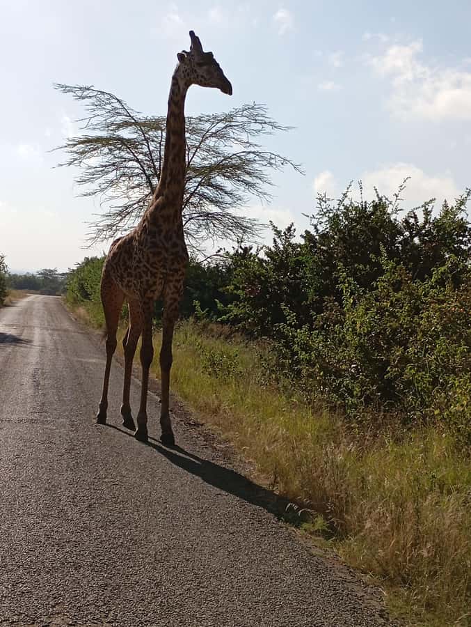 Day Trip to Lake Nakuru National Park from Nairobi - The first game drive through forest and grassland