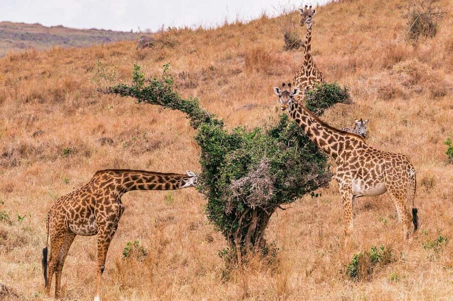 Day Trip to Lake Nakuru National Park from Nairobi - The return to Nairobi after a full safari day