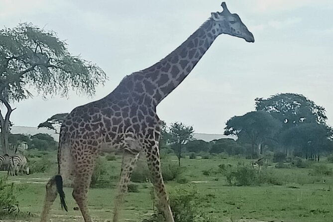 Day Trip to Mount Longonot National Park and Lake Naivasha - Why this makes a good Nairobi day trip