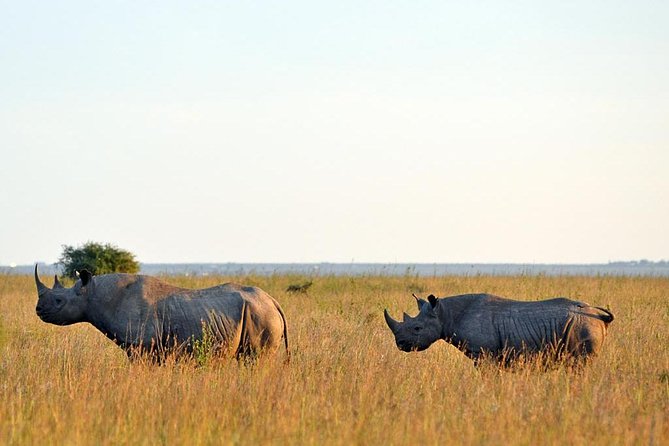 Day trip to Ol Pejeta conservancy from Nairobi - Why Ol Pejeta is worth the long drive