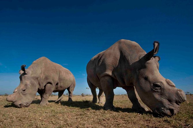 Day trip to Ol Pejeta conservancy from Nairobi - The first two-hour game drive and chimpanzee visit