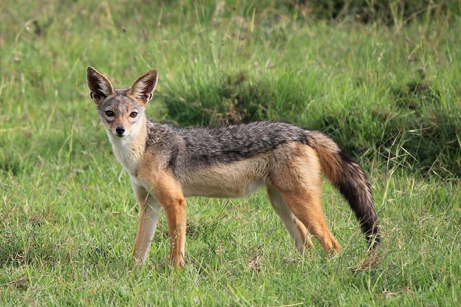Day trip to Ol Pejeta conservancy from Nairobi - What the $163.80 price really buys you