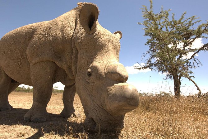 Day trip to Ol Pejeta conservancy from Nairobi - Who will enjoy this private safari most