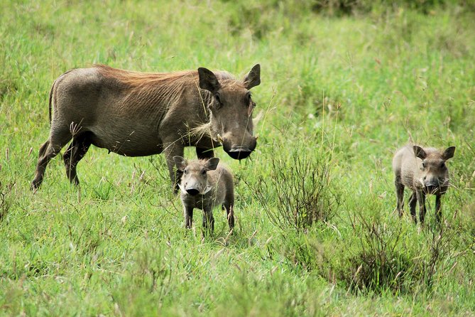 Day trip to Ol Pejeta conservancy from Nairobi - Practical advice for making the day better
