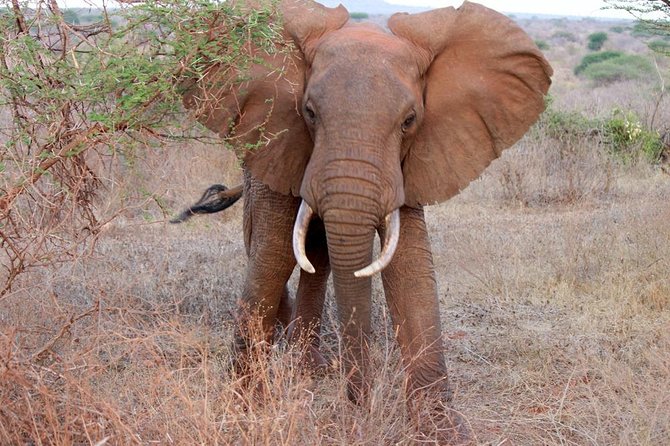 Day Trip - Tsavo East National Park ( Man Eater Lions of Tsavo & Other Big Five) - Why a private safari makes a difference