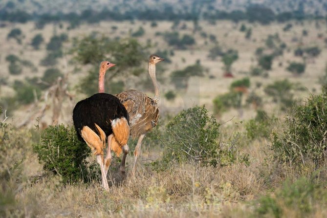 Day Trip - Tsavo East National Park ( Man Eater Lions of Tsavo & Other Big Five) - The return drive to Diani, Mombasa, or the northern coast
