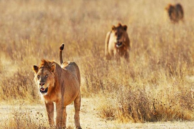 Day Trip - Tsavo East National Park ( Man Eater Lions of Tsavo & Other Big Five) - The morning game drive and the search for the Big Five
