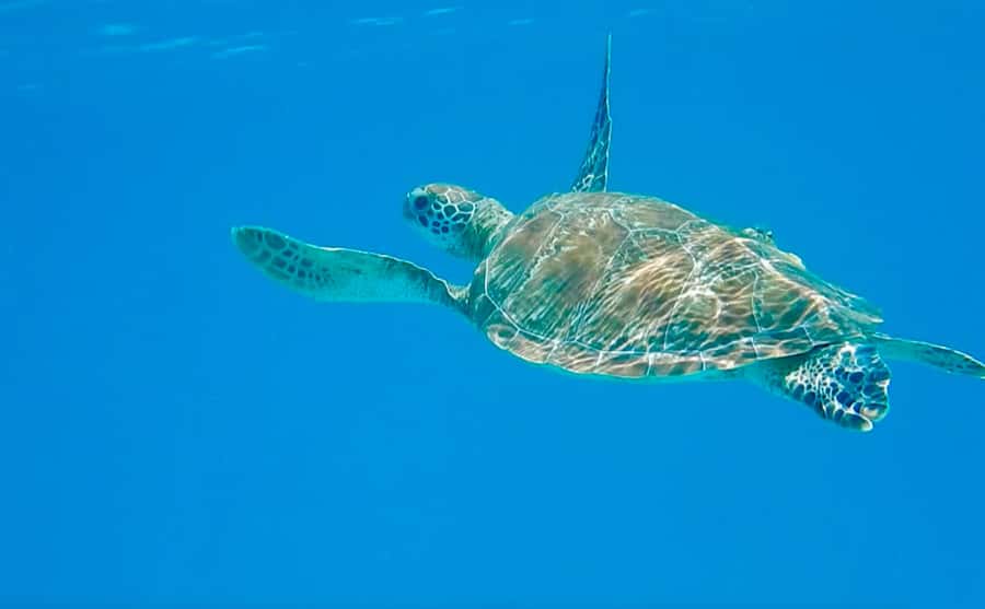 Dhow Adventure to Wasini Island & Kisite Marine Park - Key points to know before booking