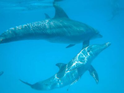 Dhow Adventure to Wasini Island & Kisite Marine Park