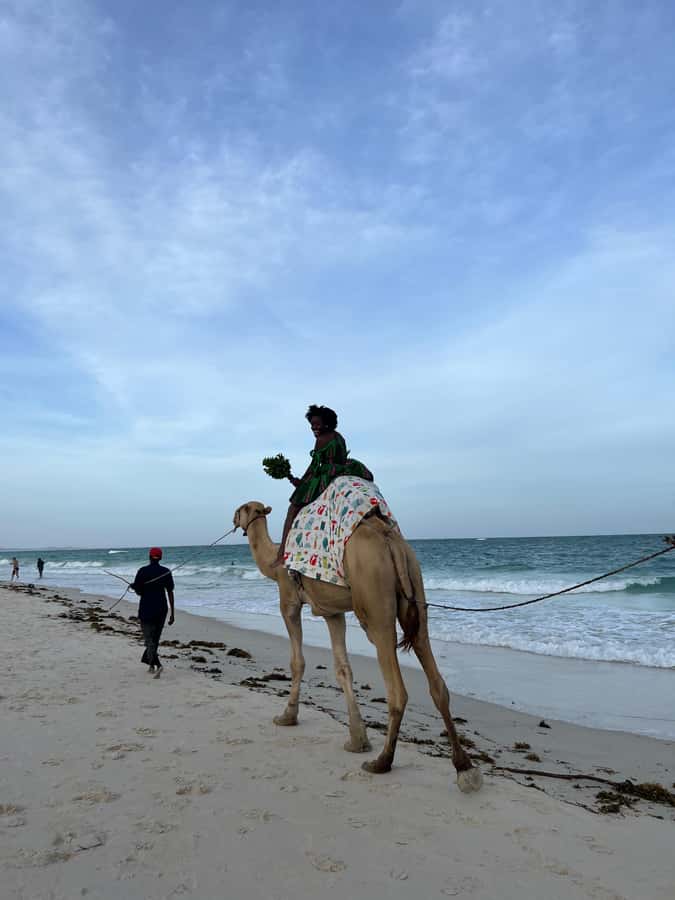DIANI: BEACH CAMEL RIDE - What the Diani camel ride is really like