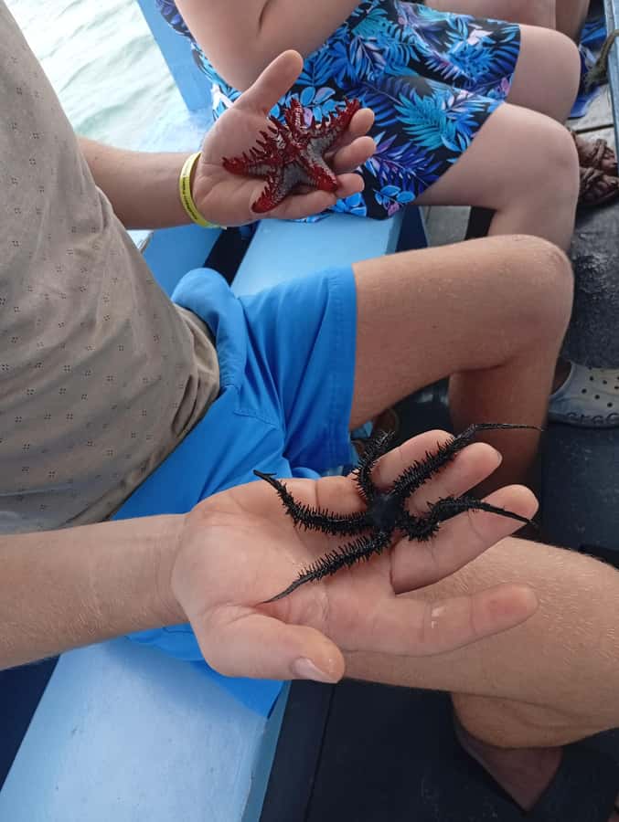 Diani Beach: Glass-Bottom Boat Cruise to Robinson Island - What You Actually Get for $35