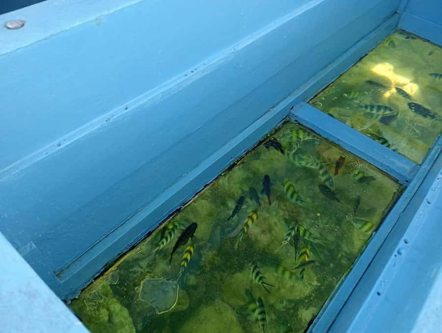 Diani Beach: Glass-Bottom Boat Cruise to Robinson Island - The Captain’s Underwater Fish Show
