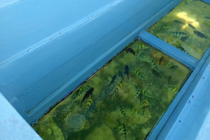 Diani Beach: Glass-bottom Boat Ride with Underwater Show - Reaching the sandbank for swimming and snorkeling