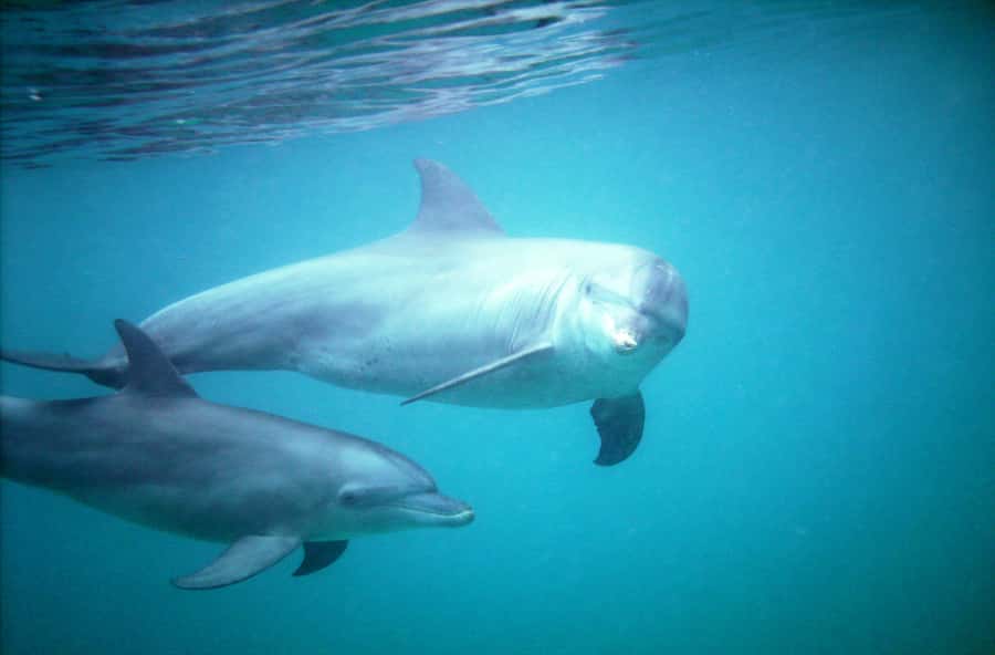 Diani Beach: Kisite Marine Park Dhow & Snorkeling with Lunch - Key points before you book