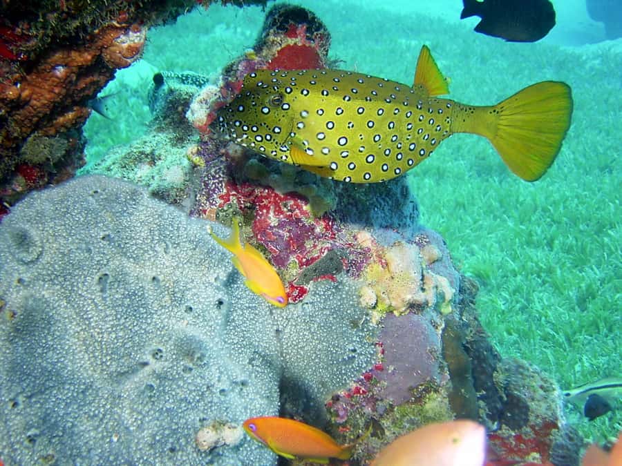 Diani Beach: Kisite Marine Park Dhow & Snorkeling with Lunch - The return trip and what a full day means