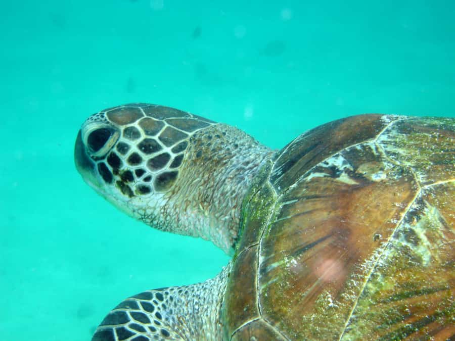 Diani Beach: Kisite Marine Park Dhow & Snorkeling with Lunch - Is the $135 price good value?