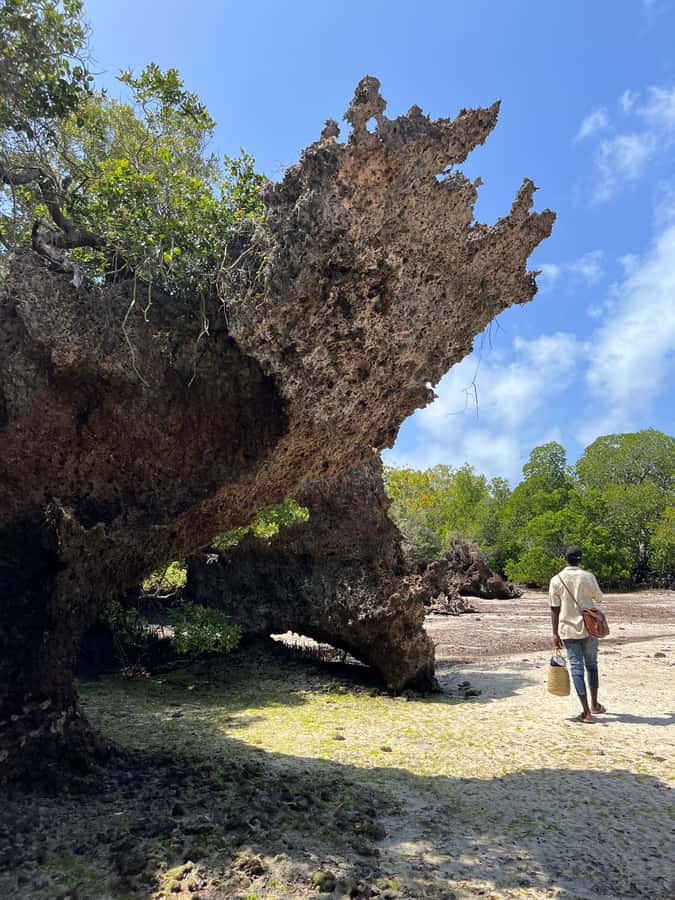 Diani Beach: Private African Pool Map Guided Tour - Snorkeling in Caves and Small Pools