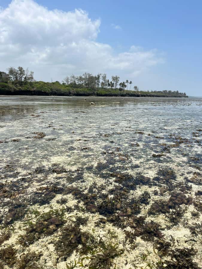 Diani: Full day Guided tour in Tiwi beach & Diani - Snorkeling in coral caves and swimming in Africa
