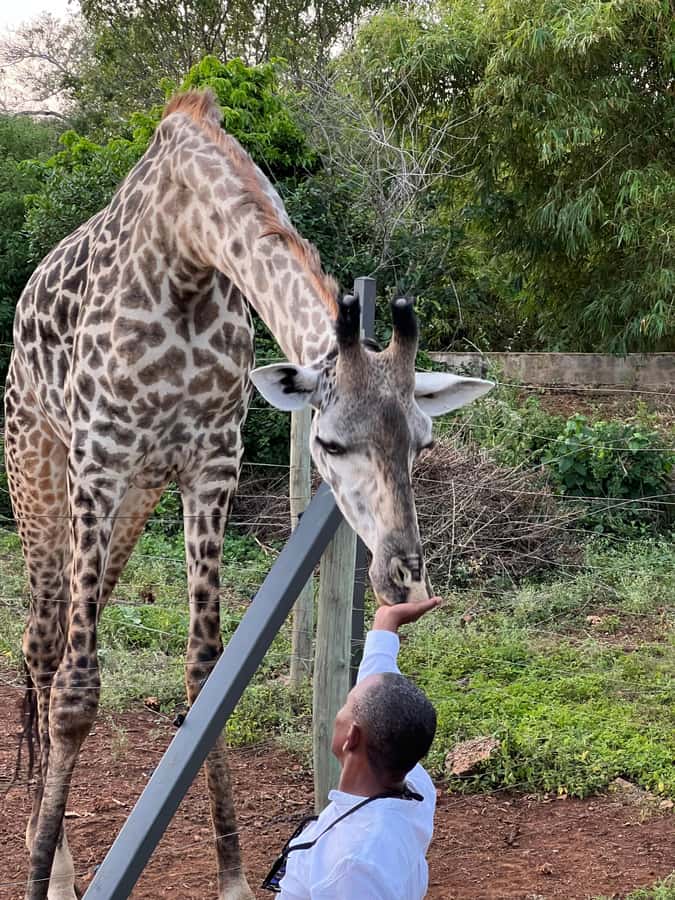 DIANI: SHARE A MEAL WITH GIRAFFES - Key things to know before booking
