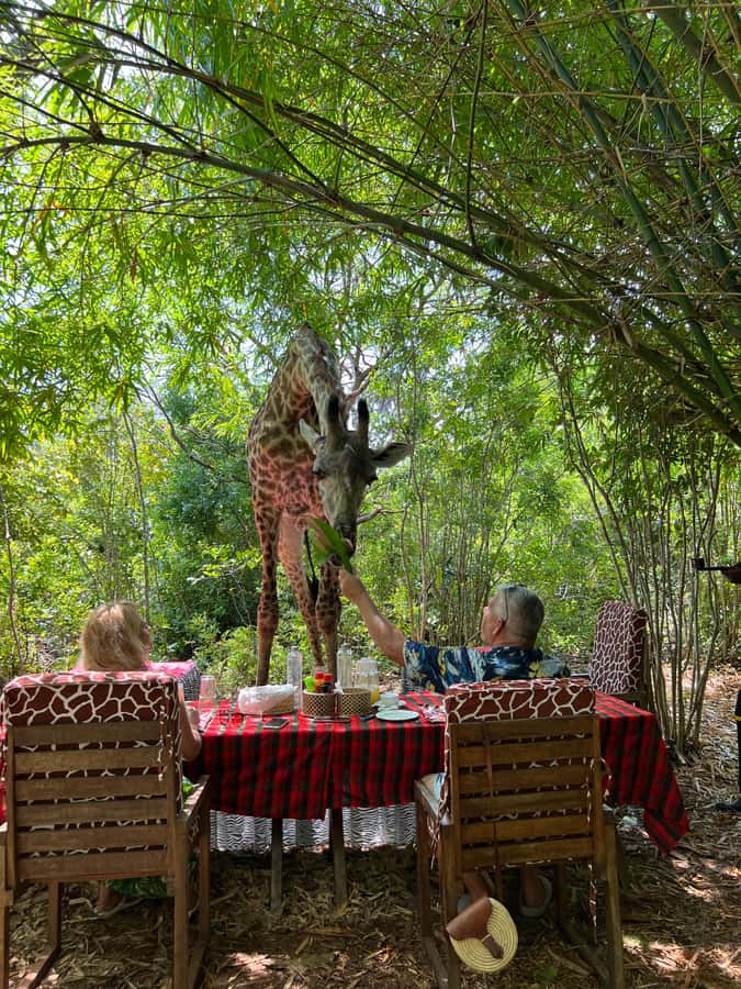 DIANI: SHARE A MEAL WITH GIRAFFES - Why the giraffes are the main attraction