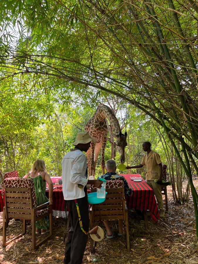 DIANI: SHARE A MEAL WITH GIRAFFES - What the guides add to the day
