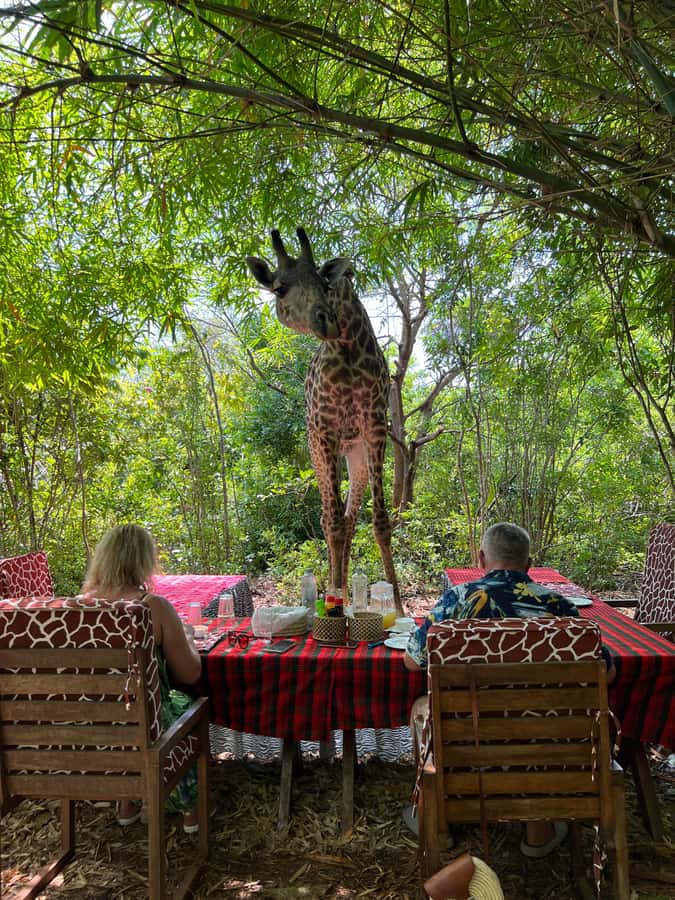 DIANI: SHARE A MEAL WITH GIRAFFES - Who will enjoy this Diani outing?