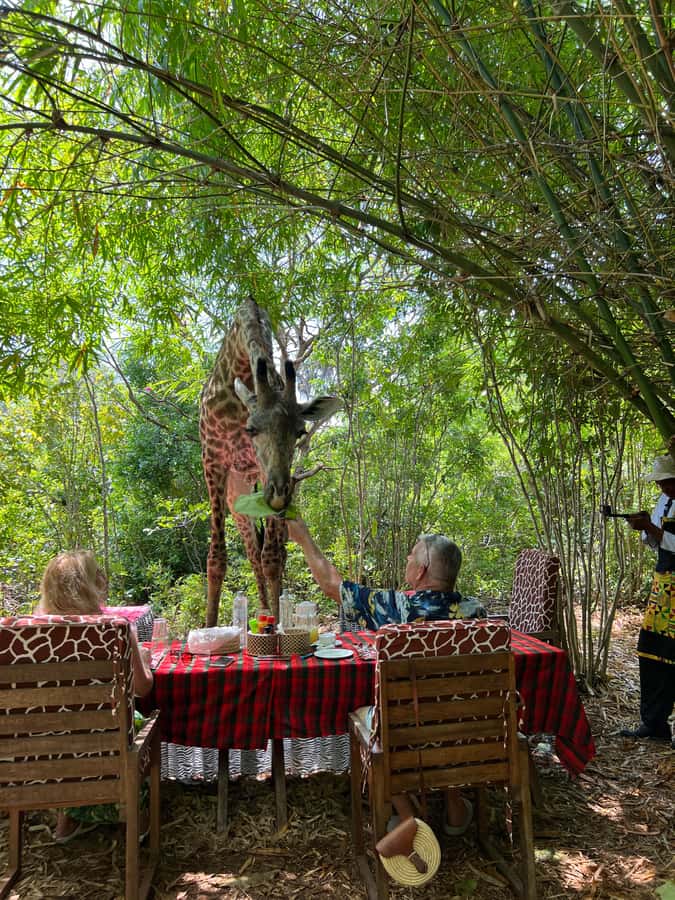 DIANI: SHARE A MEAL WITH GIRAFFES - The 4 pm pickup from Diani Beach