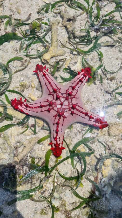 Diani: Snorkeling and Swimming at African Pool in Tiwi Beach - Swimming in the map-shaped African Pool