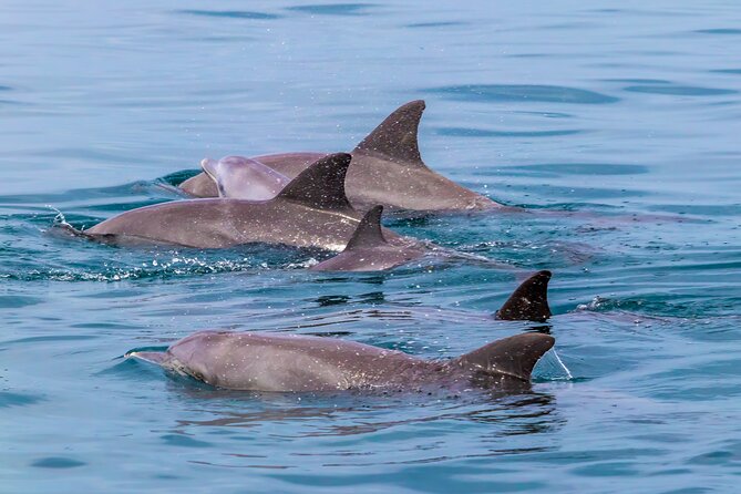 Dolphin Watch & Snorkeling at Kisite Marine Park & Wasini Island - The clearest water and best snorkeling of the day