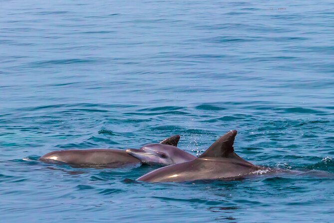 Dolphin Watch & Snorkeling at Kisite Marine Park & Wasini Island - Wasini Island lunch with a local connection
