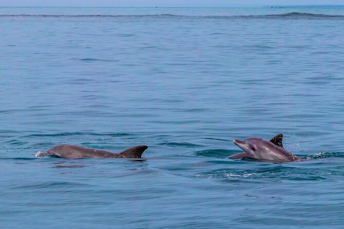 Dolphin Watch & Snorkeling at Kisite Marine Park & Wasini Island - Timing problems and how to handle them