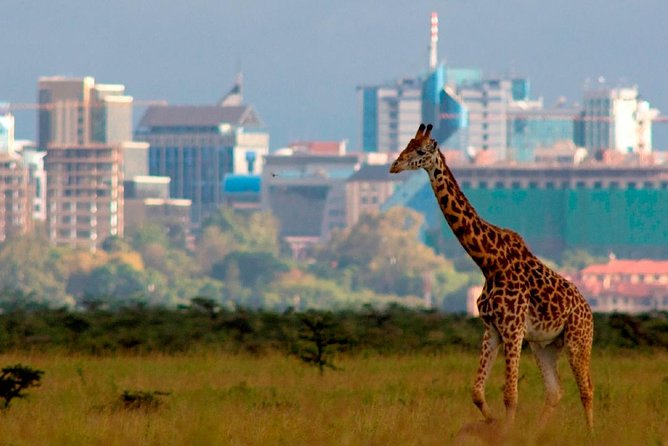 Early Morning Group Joining Game Drive In Nairobi National Park - Why Nairobi National Park makes a good morning safari