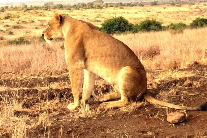 Early Morning Group Joining Mini Safari To Nairobi National Park - The animals you may see