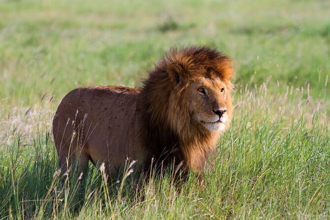 Early Morning Group Joining Mini Safari To Nairobi National Park - The guide can shape the whole morning