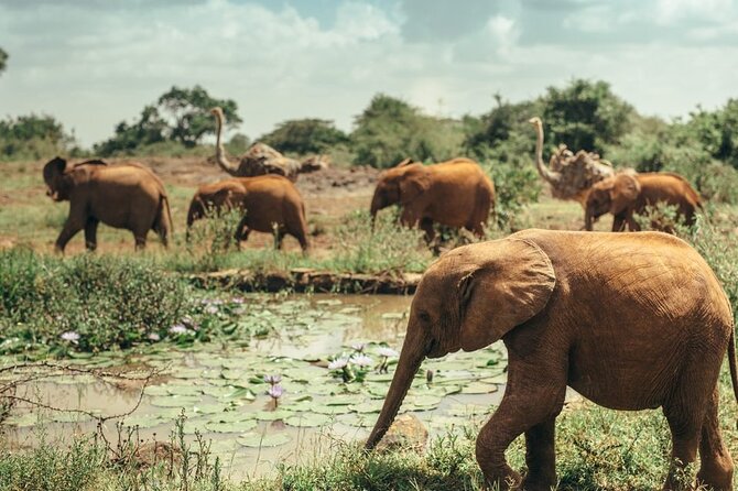 Early Morning Half Day Group Tour to Nairobi National Park - Why Nairobi National Park Makes Sense for a Short Safari