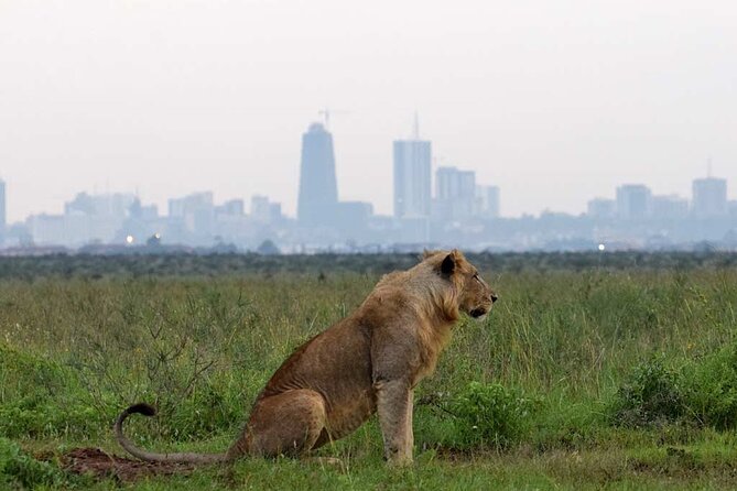 Early Morning Half Day Group Tour to Nairobi National Park - What the $65 Price Really Covers