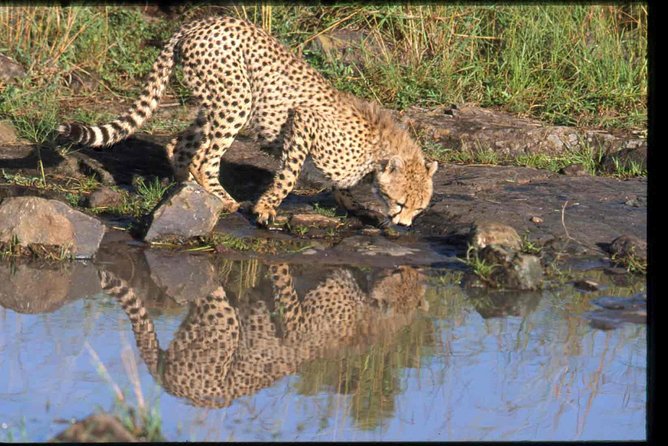 Early Morning Half Day Mini Safari To Nairobi National Park - Four hours among lions, rhinos, and birds