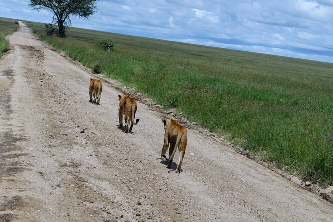Early Morning Half Day Mini Safari To Nairobi National Park - What the guide adds to the morning