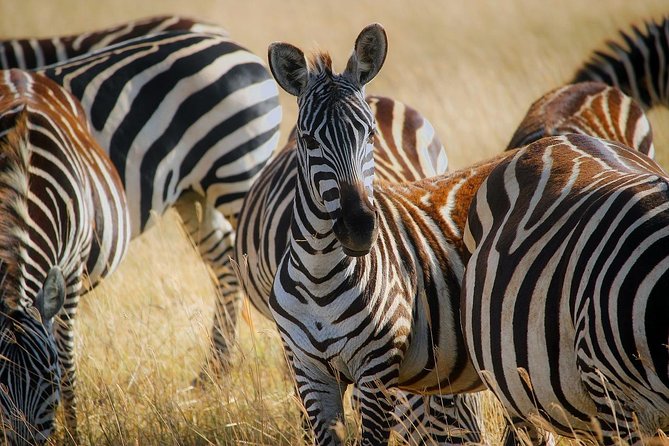 Early Morning Half Day Mini Safari To Nairobi National Park - Practical details that affect your decision