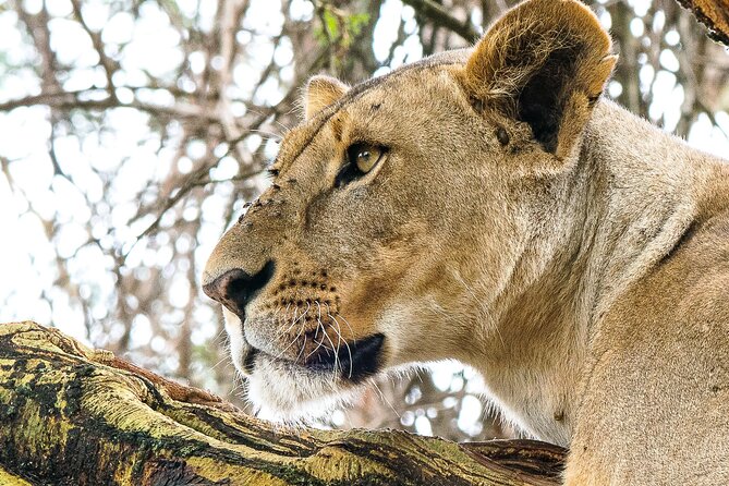 Early Morning Nairobi Park Safari and Giraffe Centre Tour. - Three Hours Among Nairobi’s Wildlife