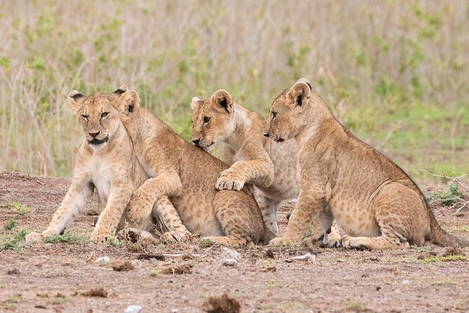 Early Morning Nairobi Park Safari and Giraffe Centre Tour. - What the $95 Price Really Covers